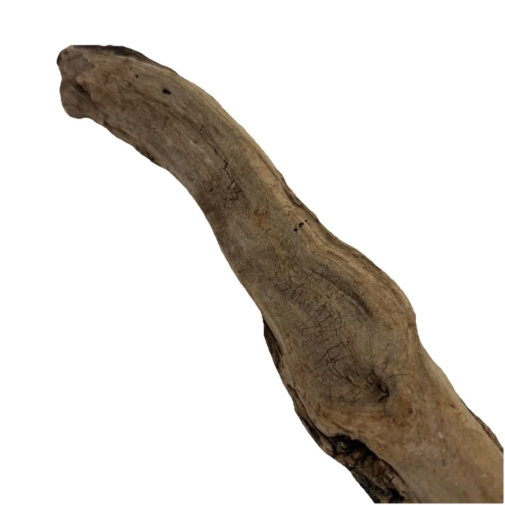 Curved California Coast Driftwood Branch – Sinuous Form 19” Natural Wood